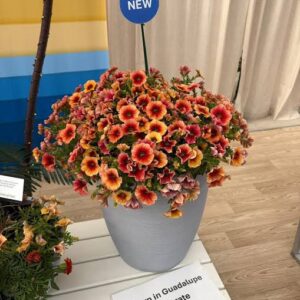Petchoa Caliburst Nectrine Pack Of 100 Seeds F1 Imported