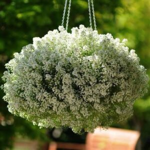 Alyssum Crystal Clear White Pack Of 1000 Seeds