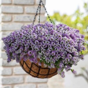 Alyssum Crystal Clear Purple Pack Of 1000 Seeds