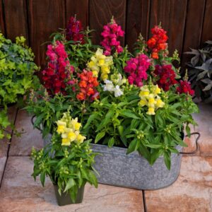 Antirrhinum Snaptini Mix Pack Of 1000 Seeds Imported