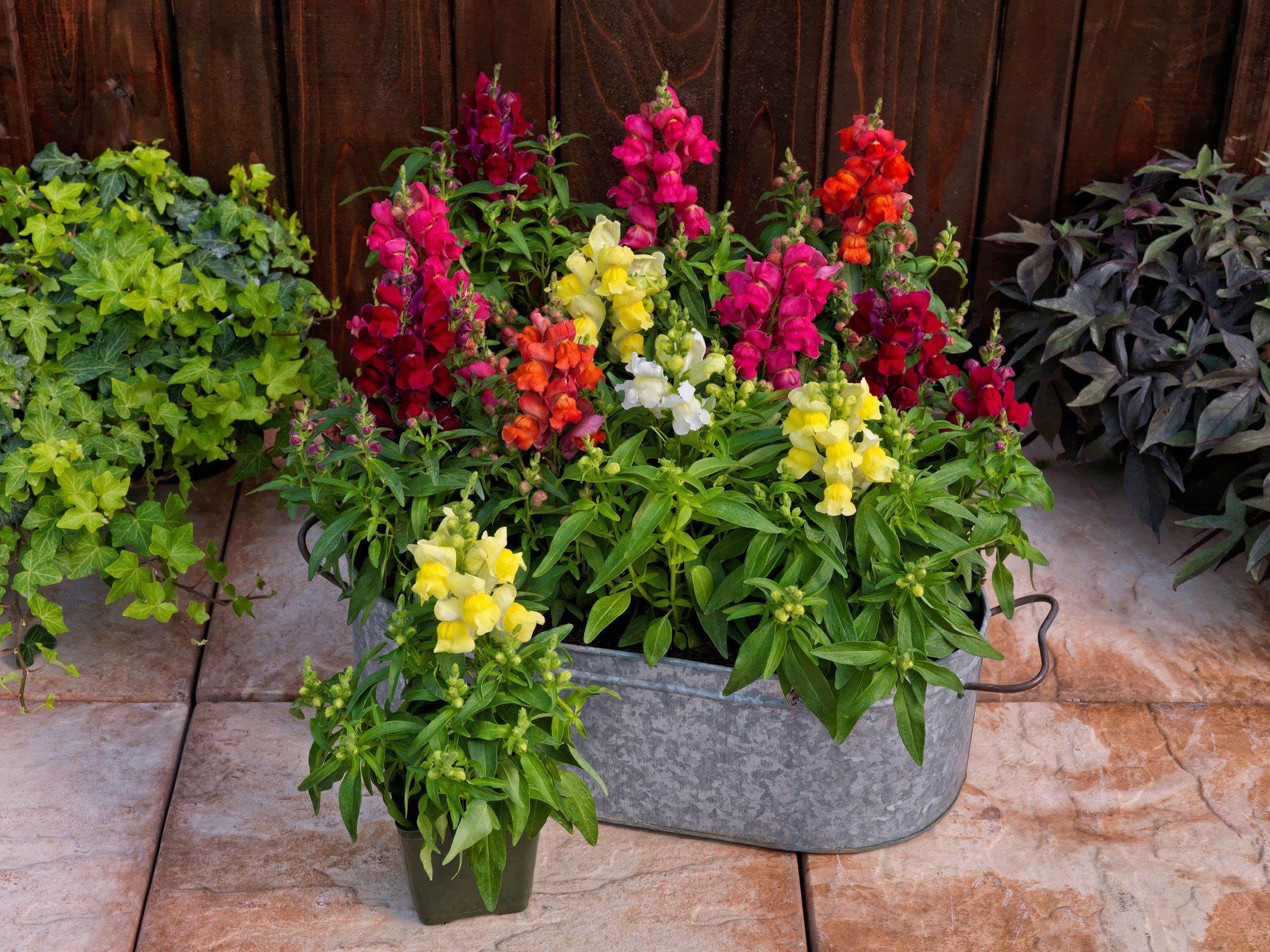 Antirrhinum Snaptini Mix Pack Of 1000 Seeds Imported