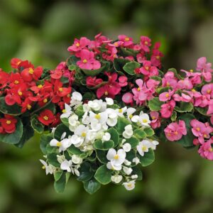 Begonia semperflorens  Mix Pack Of 1k Seeds Imported