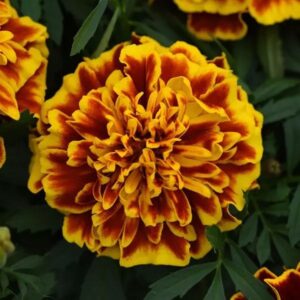 French Marigold Bonaza Bee Pack Of 1000 Seeds F1 Imported