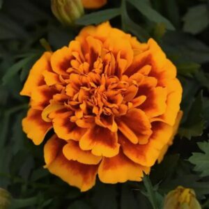 French Marigold Bonaza Flame Pack Of 1000 Seeds F1 Imported