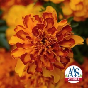 French Marigold Bonaza Bolero Pack Of 1000 Seeds F1 Imported