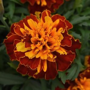 French Marigold Bonaza Harmony Pack Of 1000 Seeds F1 Imported