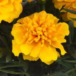 French Marigold Bonaza Gold Pack Of 1000 Seeds F1 Imported