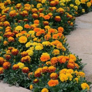 French Marigold Hot Pak Mix Pack Of 1000 Seeds F1 Imported