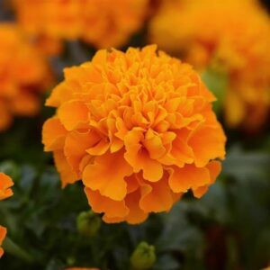 French Marigold Hot Pak Orange Pack Of 1000 Seeds F1 Imported