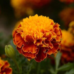 French Marigold Hot Pak Harmony Pack Of 1000 Seeds F1 Imported