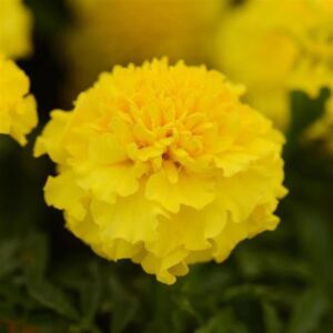 French Marigold Hot Pak Yellow Pack Of 1000 Seeds F1 Imported