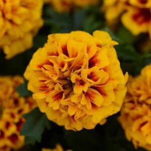French Marigold Hot Pak Fire Pack Of 1000 Seeds F1 Imported