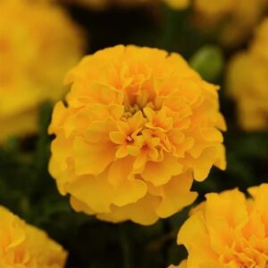 French Marigold Hot Pak Gold Pack Of 1000 Seeds F1 Imported