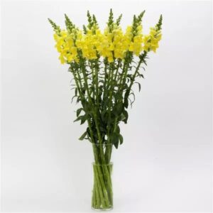 Snapdragon Cutflower Potomac Yellow 1k Seeds Imported