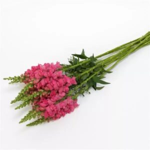 Snapdragon Cutflower Potomac Dark Pink 1k Seeds Imported