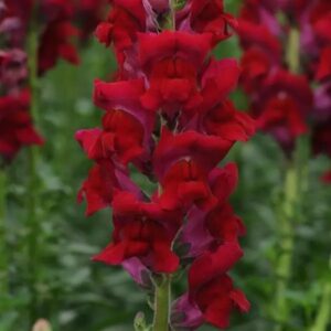 Snapdragon Cutflower Potomac Red 1k Seeds Imported