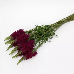 Snapdragon Cutflower Potomac Royal 1k Seeds Imported