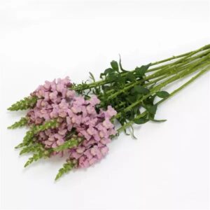 Snapdragon Cutflower Potomac Lavender 1k Seeds Imported