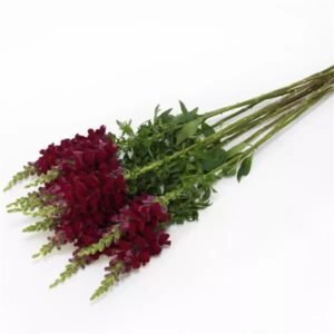Snapdragon Cutflower Potomac Crimson 1k Seeds Imported
