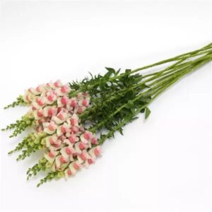 Snapdragon Cutflower Potomac Appleblossom 1k Seeds Imported