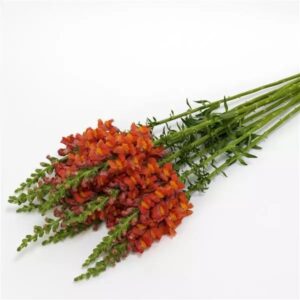 Snapdragon Cutflower Potomac Dark Orange 1k Seeds Imported