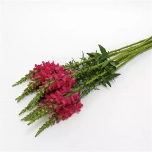 Snapdragon Cutflower Potomac Cherry Rose 1k Seeds Imported