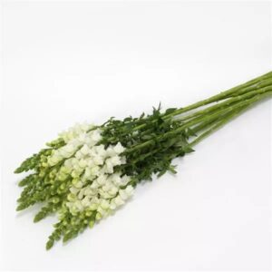 Snapdragon Cutflower Potomac Ivory White 1k Seeds Imported