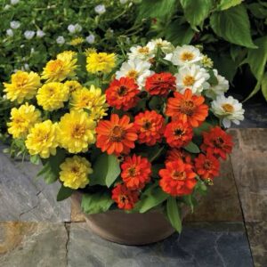 Zinnia Profusion Double Mix Pack Of 1000 Seeds F1 Imported