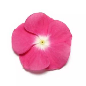 Vinca Pacifica Xp Magenta Halo Pack Of 1000 Seeds F1 Imported