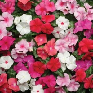 Vinca Pacifica Xp Mix Pack Of 1000 Seeds F1 Imported