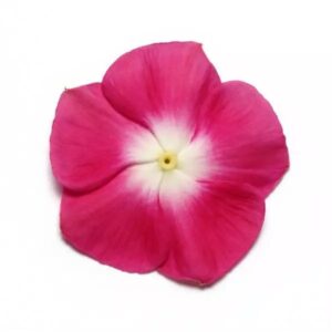 Vinca Pacifica Xp Burgundy  Pack Of 1000 Seeds F1 Imported