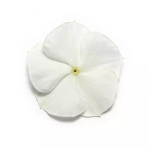 Vinca Pacifica Xp White Pack Of 1000 Seeds F1 Imported