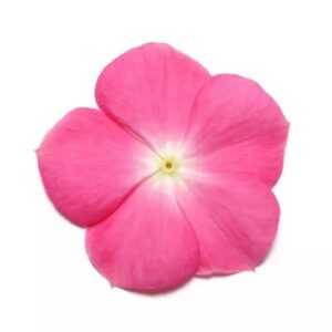 Vinca Pacifica Xp Rose Halo Pack Of 1000 Seeds F1 Imported
