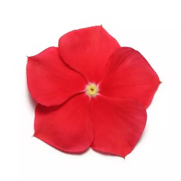 Vinca Pacifica Xp Red Really Pack Of 1000 Seeds F1 Imported - Image 2