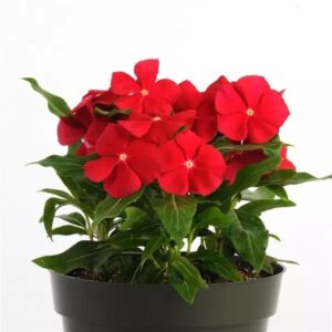 Vinca Pacifica Xp Red Really Pack Of 1000 Seeds F1 Imported