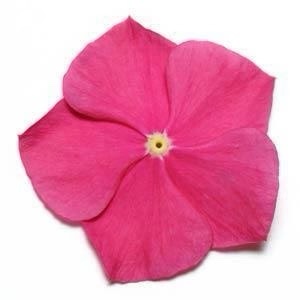 Vinca Pacifica Xp Raspberry Pack Of 1000 Seeds F1 Imported