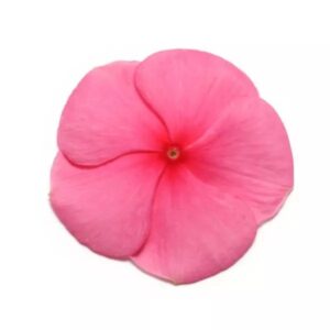 Vinca Pacifica Xp Punch Pack Of 1000 Seeds F1 Imported