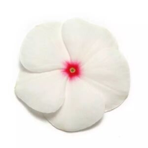 Vinca Pacifica Xp Polka Dot Pack Of 1000 Seeds F1 Imported