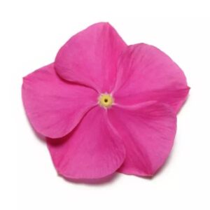 Vinca Pacifica Xp Orchid Deep Pack Of 1000 Seeds F1 Imported