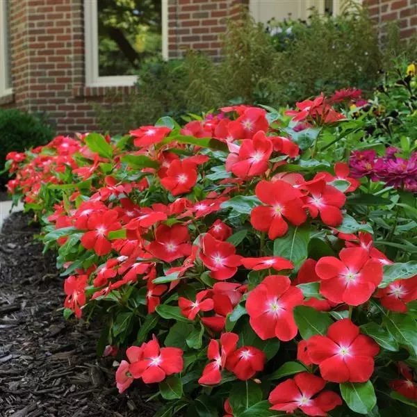 Vinca Pacifica Xp Orange Pack Of 1000 Seeds F1 Imported - Image 2