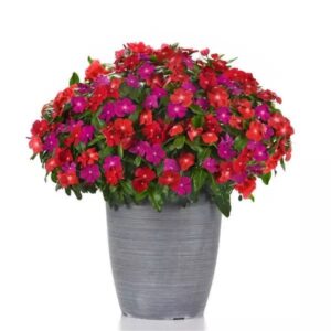 Vinca Pacifica Xp Mix Bold Pack Of 1000 Seeds F1 Imported