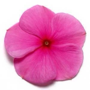 Vinca Pacifica Xp Lilac Pack Of 1000 Seeds F1 Imported