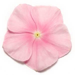 Vinca Pacifica Xp Icy Pink Pack Of 1000 Seeds F1 Imported - Image 2
