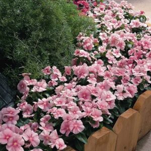 Vinca Pacifica Xp Icy Pink Pack Of 1000 Seeds F1 Imported