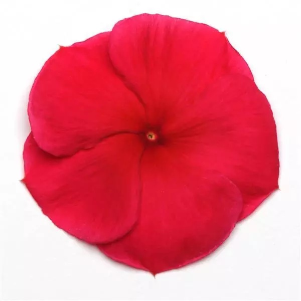 Vinca Pacifica Xp Dark Red Pack Of 1000 Seeds F1 Imported - Image 2