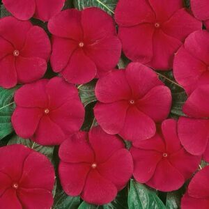 Vinca Pacifica Xp Dark Red Pack Of 1000 Seeds F1 Imported