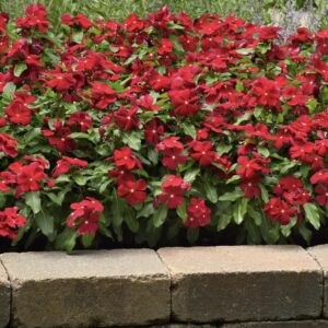 Vinca Pacifica Xp Cranberry Pack Of 1000 Seeds F1 Imported