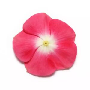 Vinca Pacifica Xp Cherry Red Halo Pack Of 1000 Seeds F1 Imported