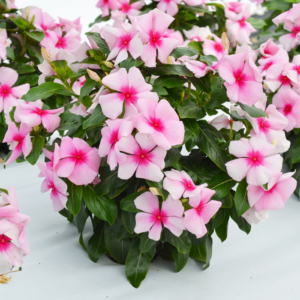 Vinca Pacifica Xp Blush Pack Of 1000 Seeds F1 Imported
