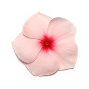 Vinca Pacifica Xp Apricot Pack Of 1000 Seeds F1 Imported